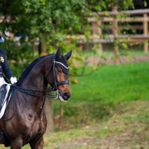 CDI Troisdorf 2023 - autumn
