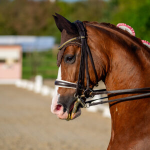 CDI Troisdorf 2023 - autumn