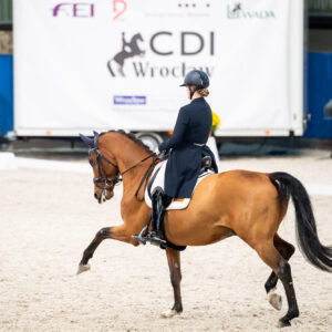 CDI Wroclaw 2023 - autumn