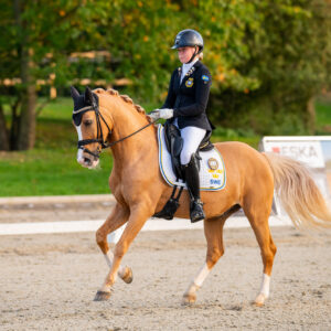 CDI Troisdorf 2023 - autumn