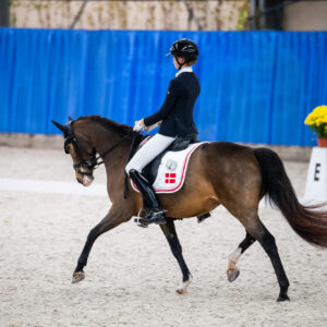 CDI Wroclaw 2023 - autumn