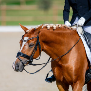 CDI Troisdorf 2023 - autumn